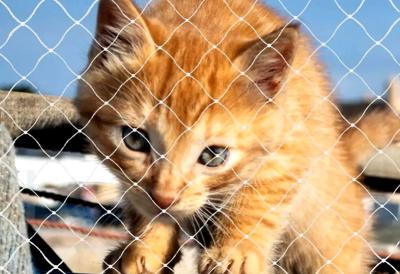 Kedi Filesi